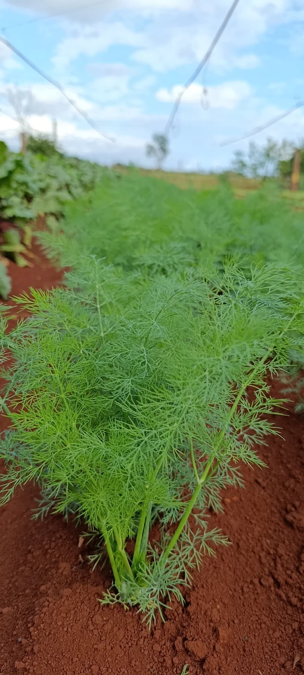 Eneldo 50g's foto | ALBORA |  BizneCubano