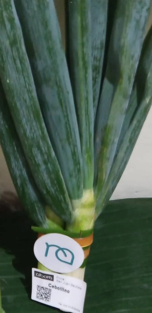 Cebollino Blanco 250g's foto | ALBORA |  BizneCubano