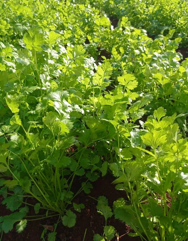 Cilantro 50g's foto | ALBORA |  BizneCubano