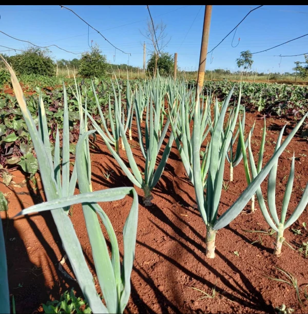 Cebollino Blanco 1kg's foto | ALBORA |  BizneCubano