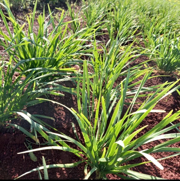Ajó de Montaña 1kg's foto | ALBORA |  BizneCubano