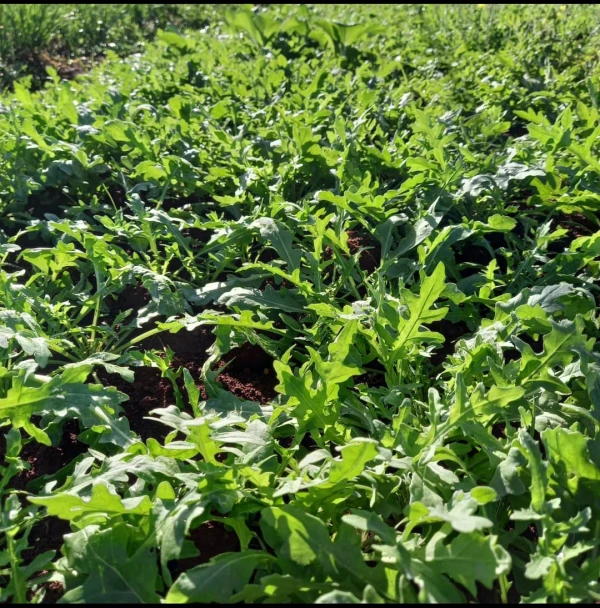 Rúcula 1kg's foto | ALBORA |  BizneCubano